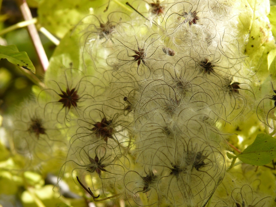 Woolly clematis real clematis