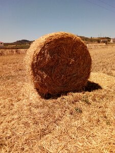 Field nature background