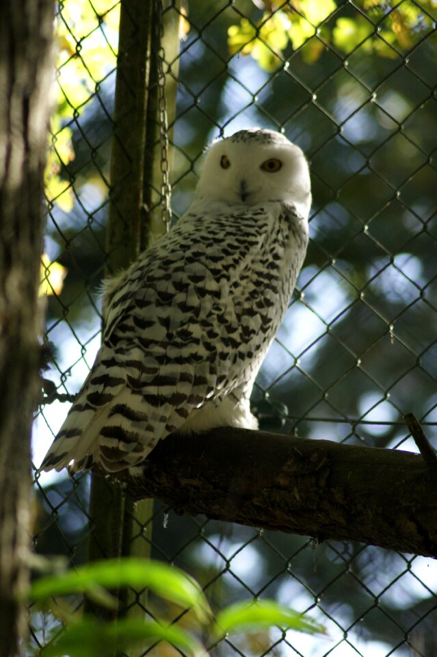 Animal raptor birds