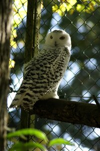 Animal raptor birds