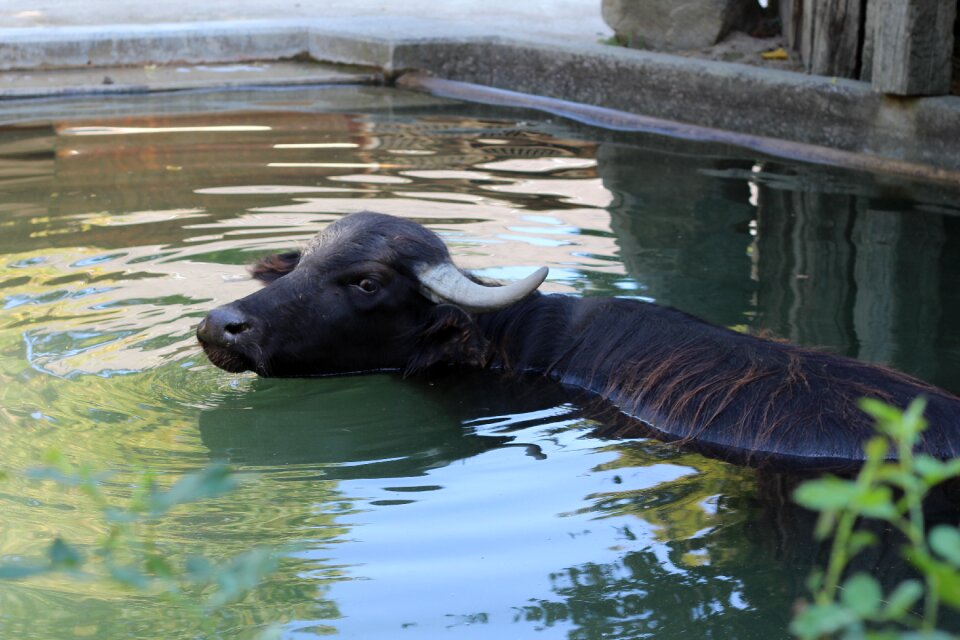 Swimming animal mammal