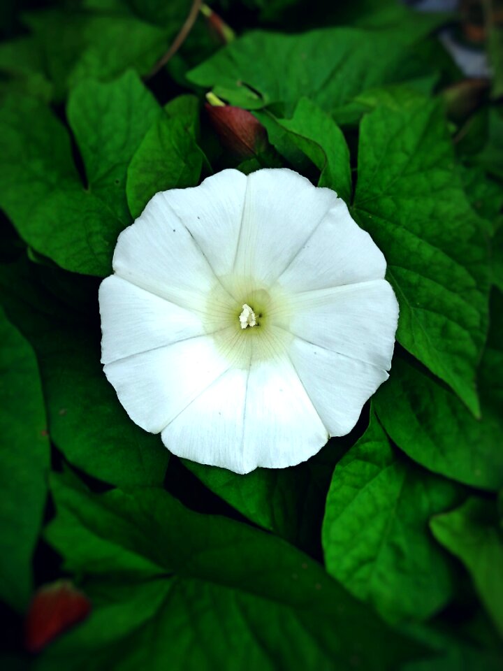 Nature plant natural flower