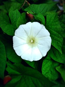 Nature plant natural flower