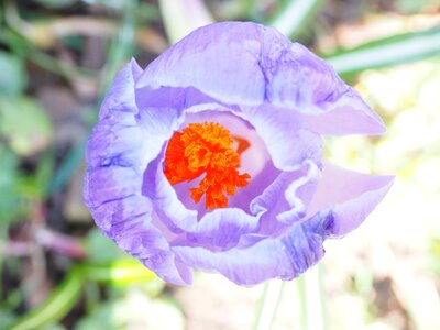 Spring bühen violet photo