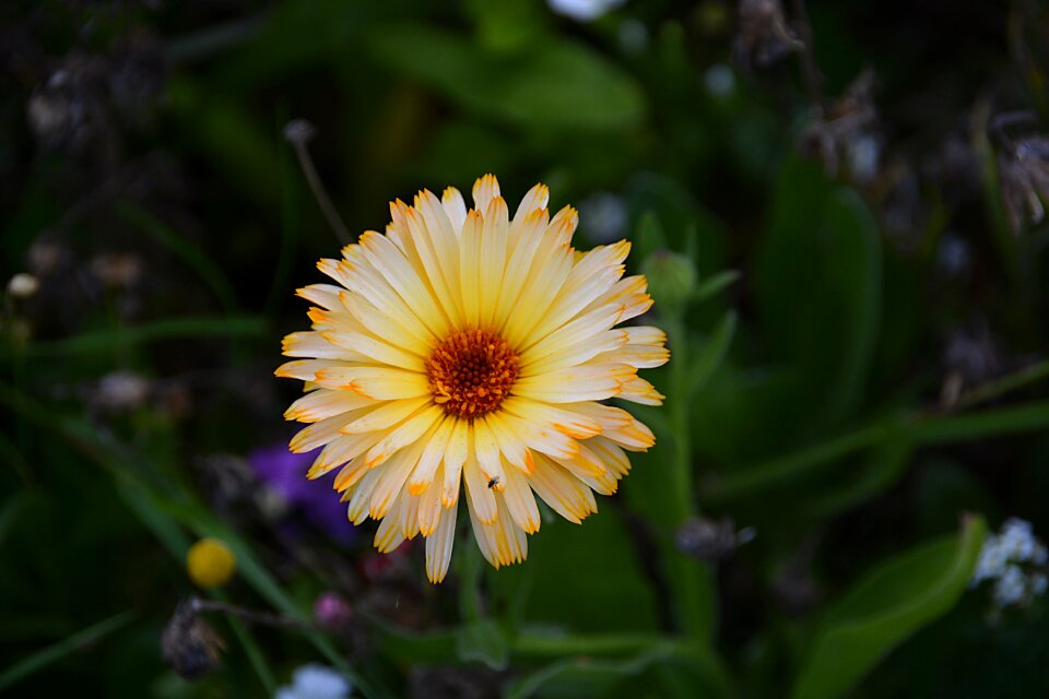 Botany garden plants