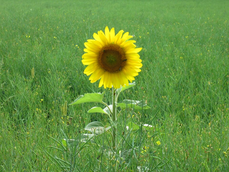 Meadow flower summer