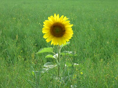 Meadow flower summer