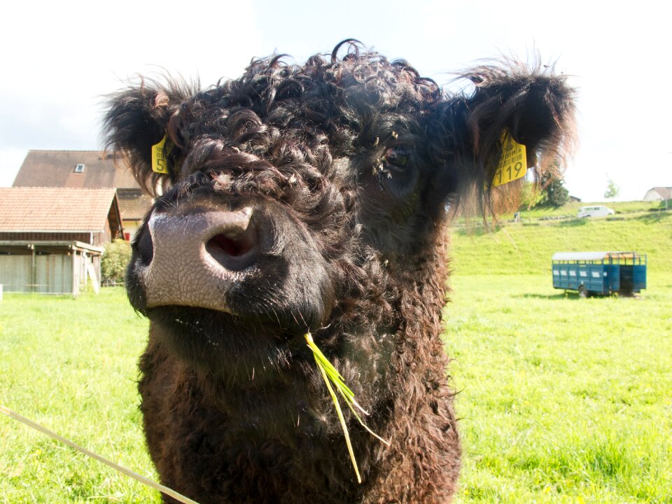 Animals livestock galloway