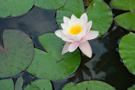Lotus leaf pond plants greenness
