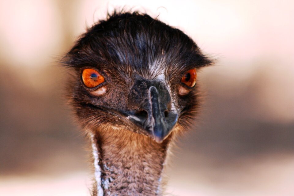 Eyes stare bird