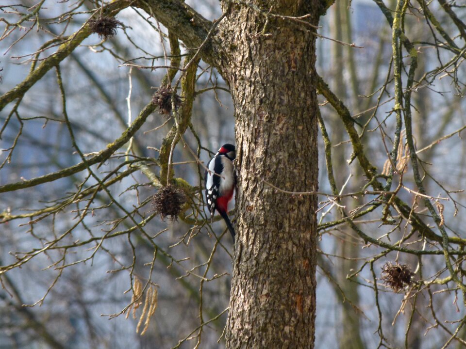Bird woodpecker bark