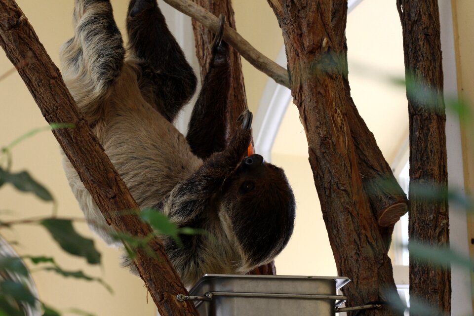 Wildlife hanging mammal