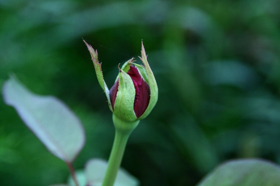 Flower bud floral