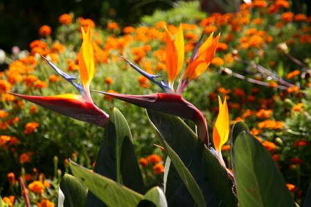 Flower tropical flower bird of paradise photo