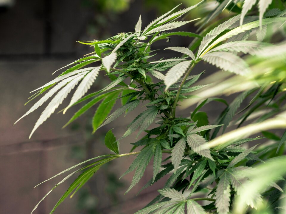 Hemp medical marijuana green medical