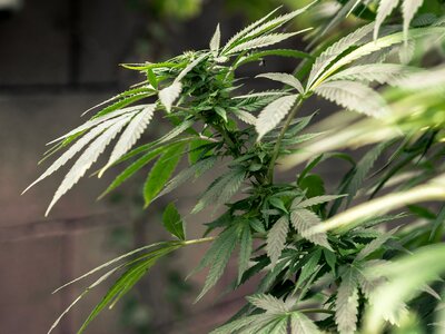 Hemp medical marijuana green medical