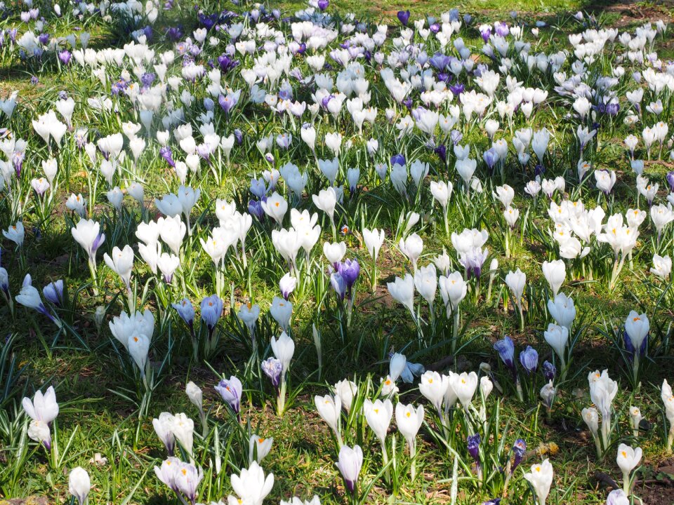 Flower compositions flora flower