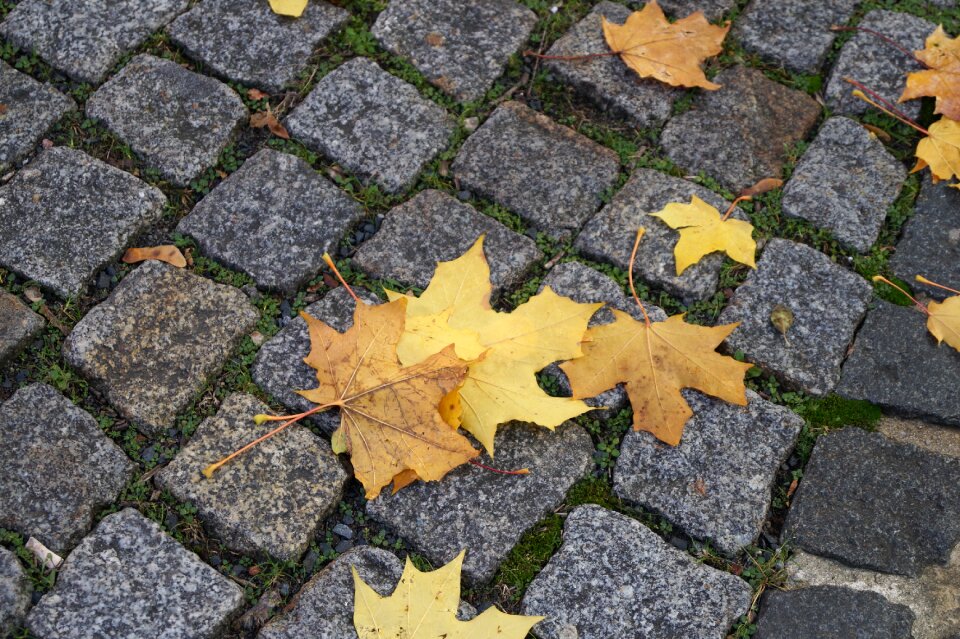 Golden nature golden autumn