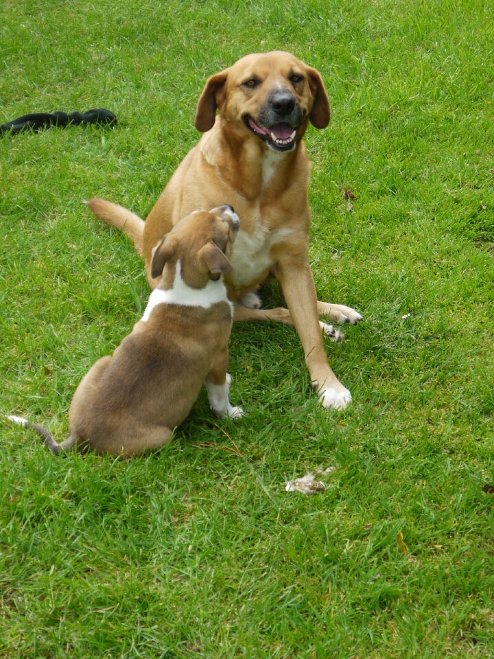 Playing pet animal