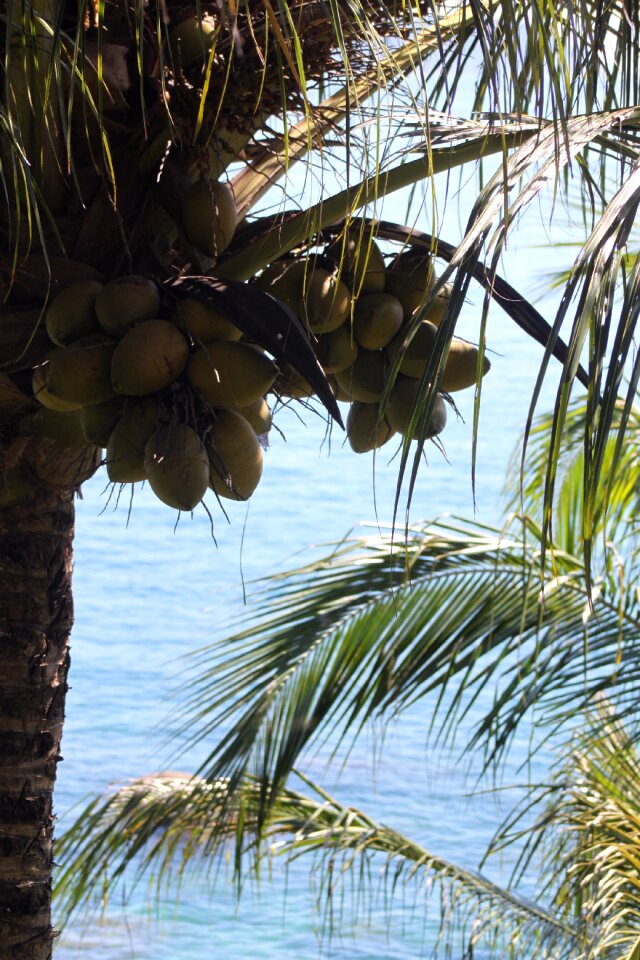 Beach sea photo