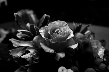 Gloomy romantic plant