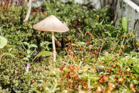 Nature forest floor macro