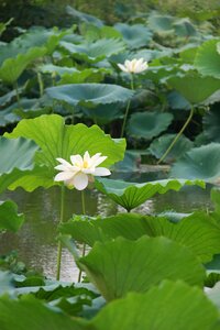 The scenery lotus morning
