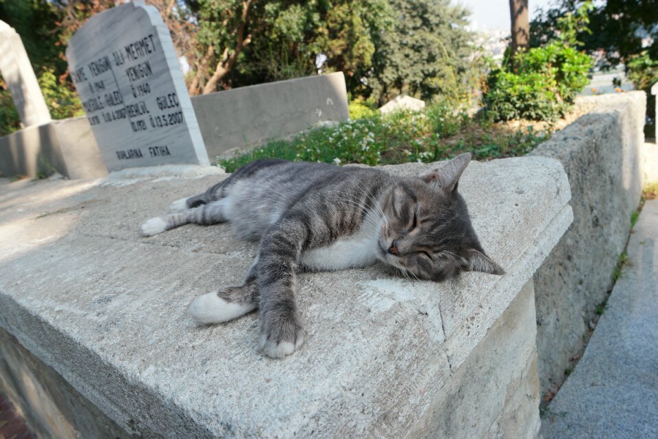 Stone siesta animal