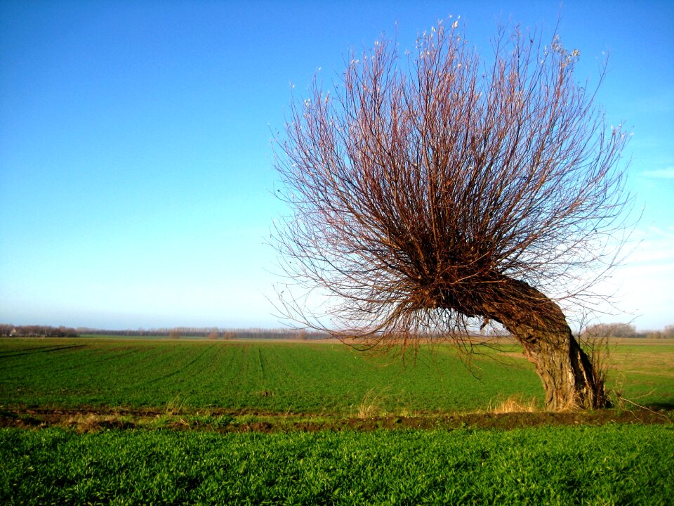 Windschief overgrown crown