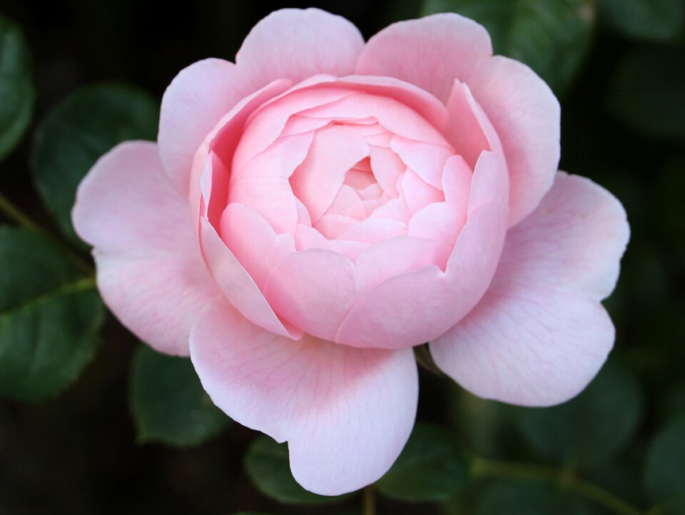 Double pink rose pink flower