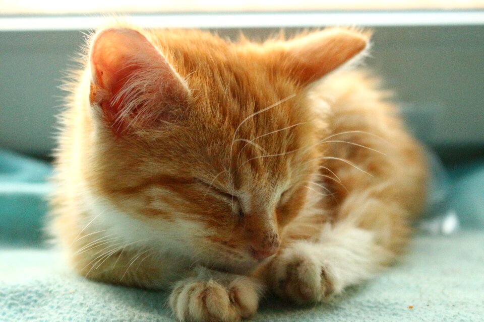 Cat baby cat mackerel