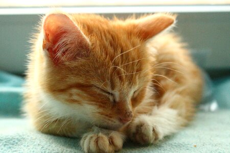 Cat baby cat mackerel
