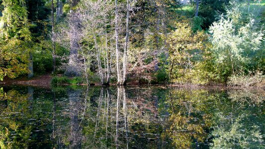 Autumn forest waldsee photo