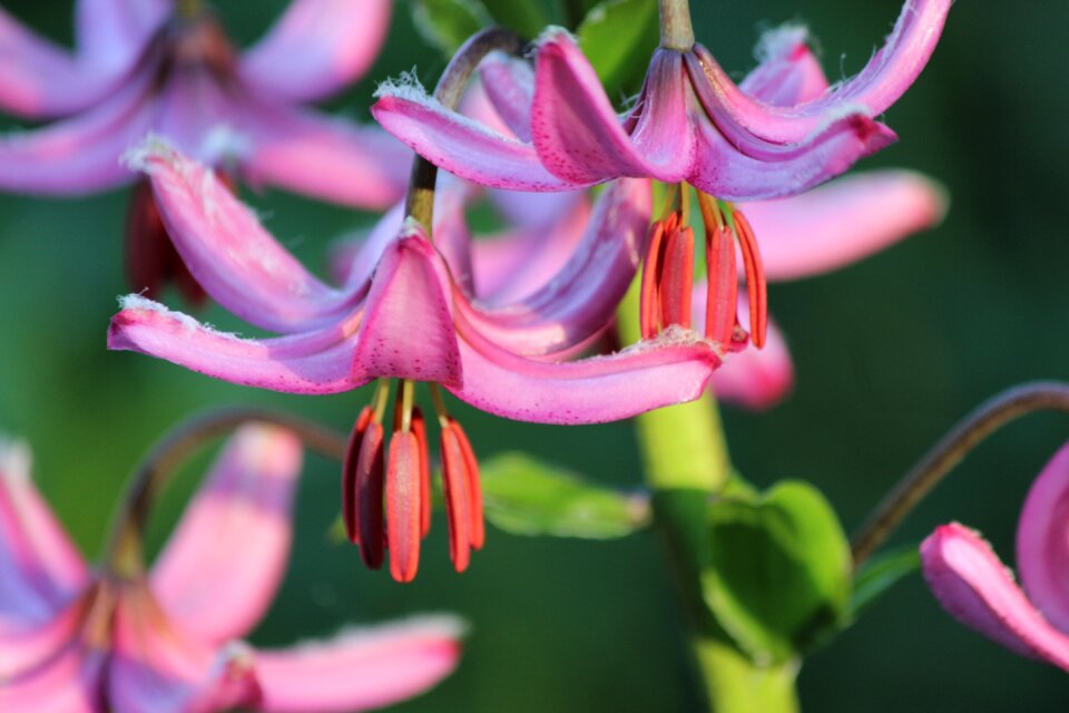 Flower protected flower martagon lily