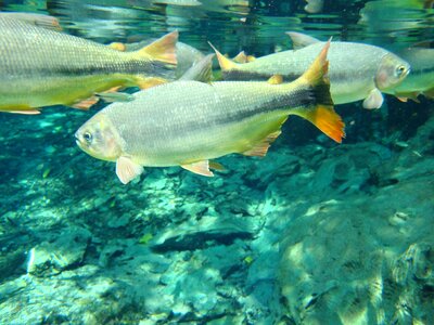 Rio mato grosso aquarium photo