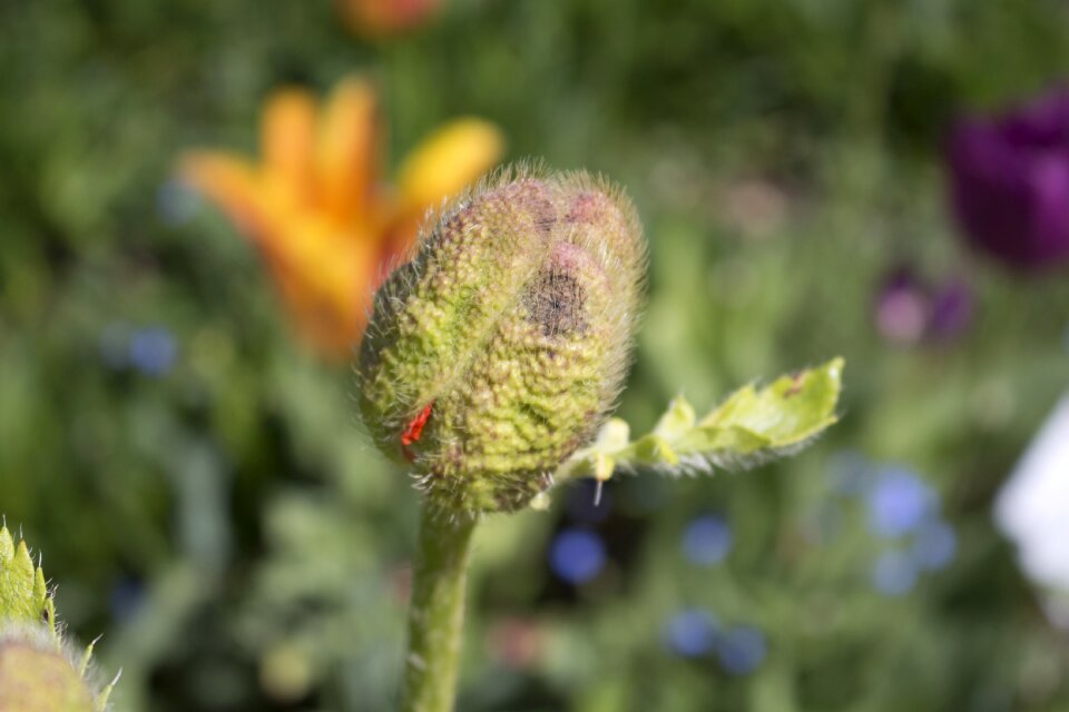 Poppy bud german federal horticultural show havelland