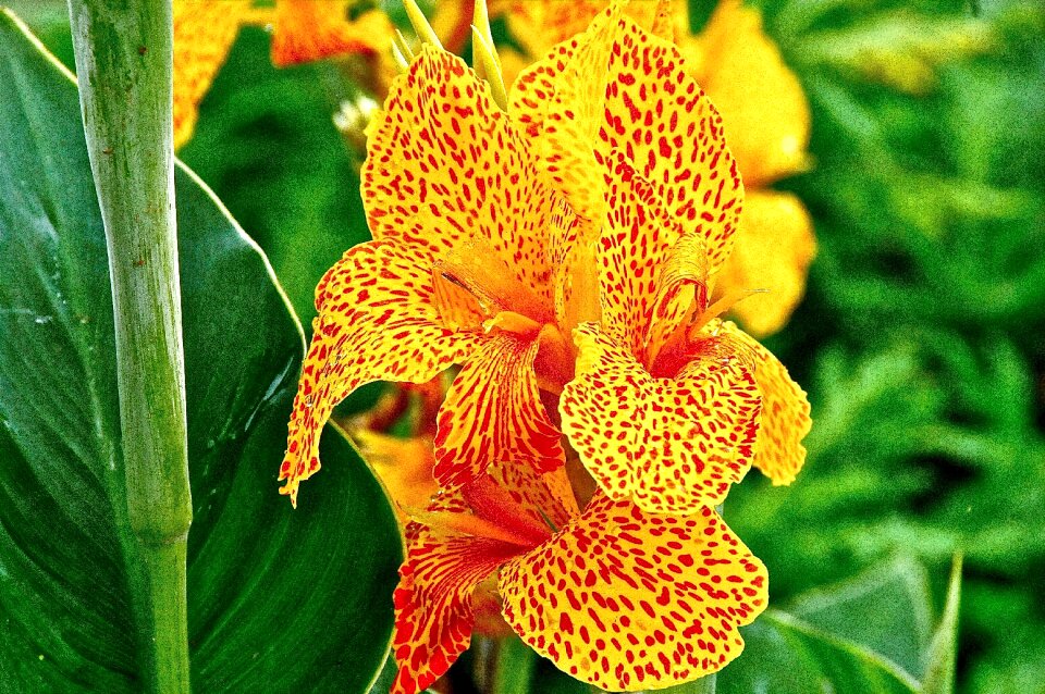 Spring yellow flower garden