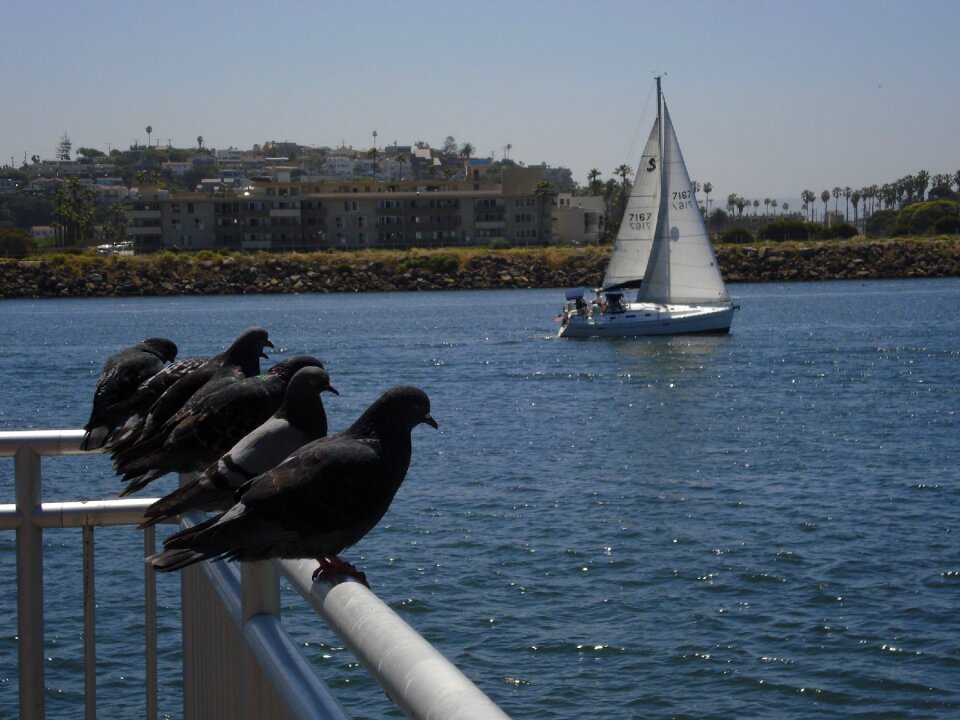 Sea nature pigeon