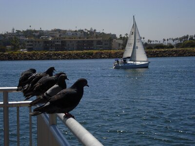 Sea nature pigeon