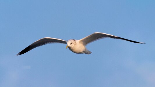 Flying glide nature