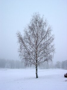 Field frozen sweden photo