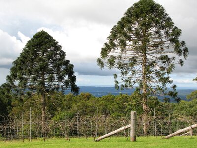 Landscape view australian