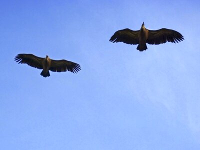 Sky flight birds