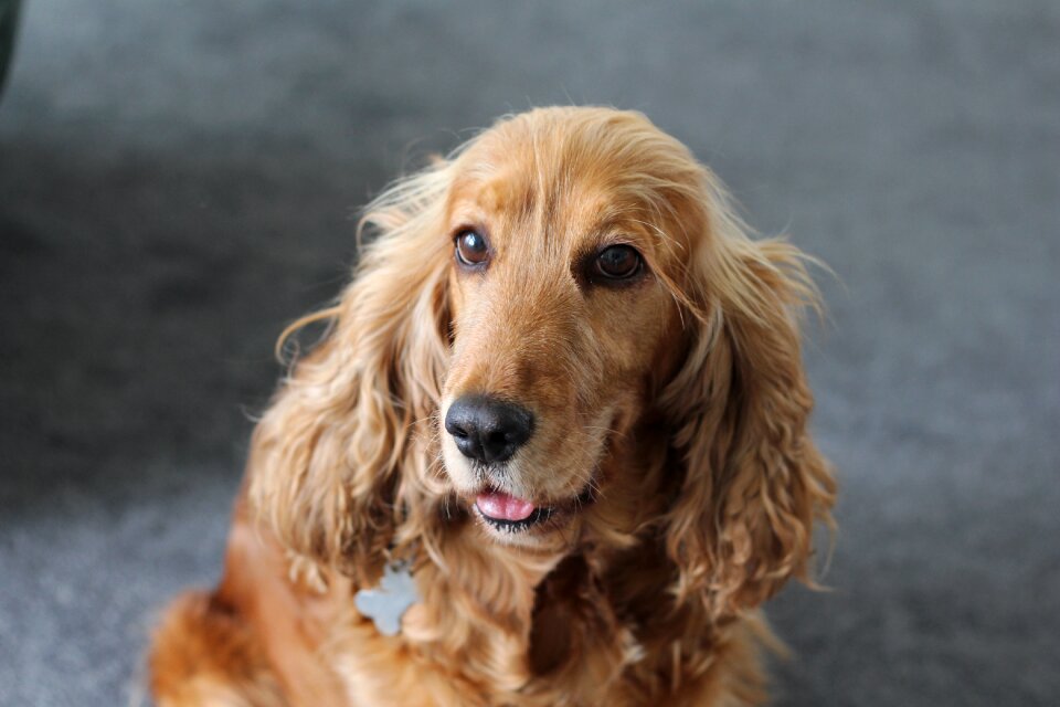 Animal domestic purebred