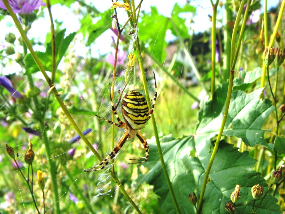 Nature yellow striped