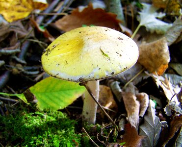 Mushroom white-yellow forest photo