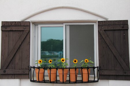 Window sunflower potted plant