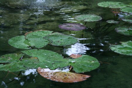 Tranquil surface park