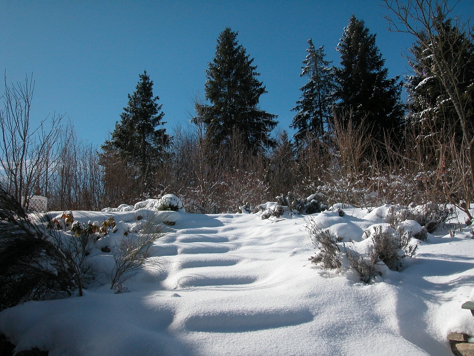 Fir forest firs landscape