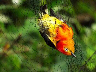 Mist net animals animal